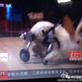 阿达娱乐吃瓜,吃瓜背后的真相与传奇