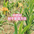 射干种植技术,从选地整地到田间管理