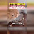 猫吃瓜子,瓜子虽香，喂食需谨慎