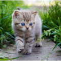 娱乐吃瓜酱猫抱枕,揭秘明星录制节目时的“神秘”抱枕