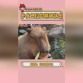 卡皮巴拉图片,自然精灵的卡通化演绎